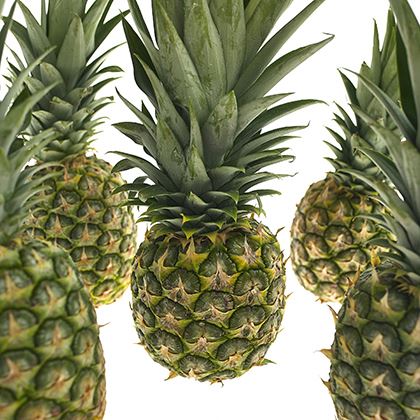 Pineapple Medium (Case of 10)