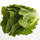 BB - Cos Lettuce Romaine