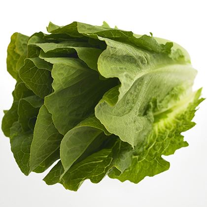 BB - Cos Lettuce Romaine