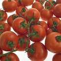 Tomatoes on Vine
