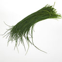 BB - Chive