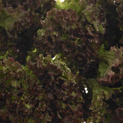 Lollo Rosso fancy leaf Lettuce