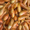 Shallot Banana (Case of 1)