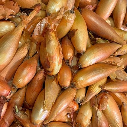 Shallot Banana (Case of 1)