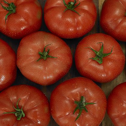 Beef Tomatoes 82-102mm (Case of 1)
