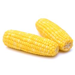 Individually Quick Frozen Corn on the Cobs