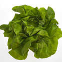 BB - Flat Lettuce