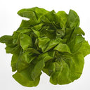 BB - Flat Lettuce