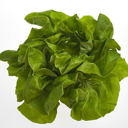 BB - Flat Lettuce