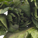 Cabbage Spring (Case of 1)