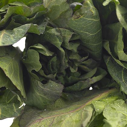 Cabbage Spring (Case of 1)