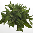 BB - Sage
