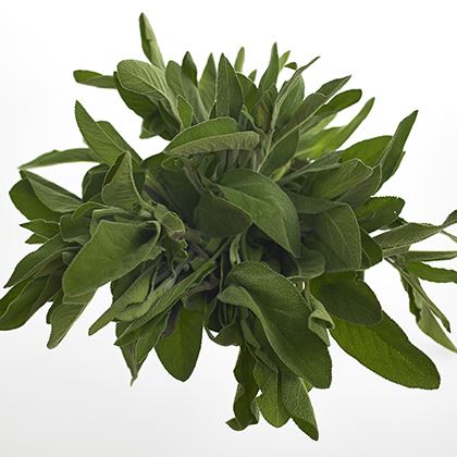 BB - Sage
