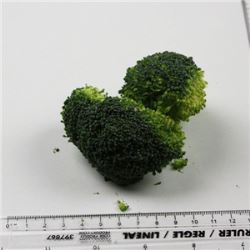 Prepared Broccoli Floret (Case of 1)