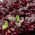 BB - Herb Mico Basil Red