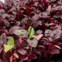 BB - Herb Mico Basil Red