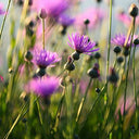 BB - (4 days) Pre-Order Herb Micro Corn Flowers