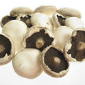 Flat Mushroom