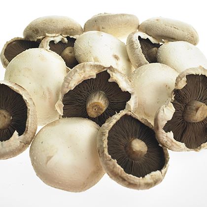 Flat Mushroom