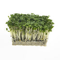 BB - Cress Salad