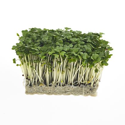 BB - Cress Salad