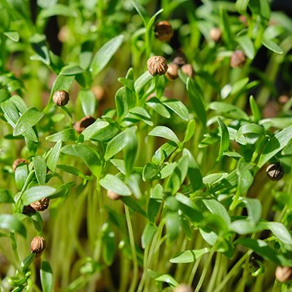 BB - Herb Coriander