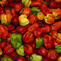 Chilli Scotch Bonnets (Red) Chillis