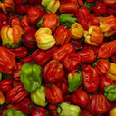 Chilli Scotch Bonnets (Red) Chillis (Case of 1)
