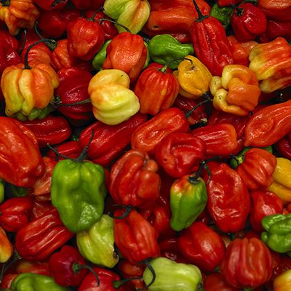 Chilli Scotch Bonnets (Red) Chillis (Case of 1)