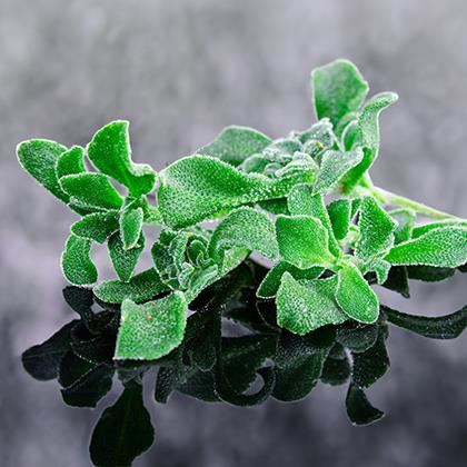 BB - Micro Leaf Taste of the Sea Ice Lettuce