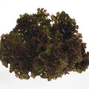 BB - Fancy Leaf lettuce lollo Rosso