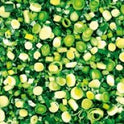 (48 Hour) Pre-Order Prepared Leek Sliced