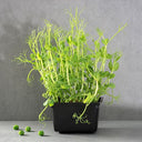 Cress Tendril Peas (Case of 1)