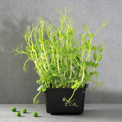 Cress Tendril Peas (Case of 1)