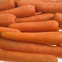 Carrot Extra Large