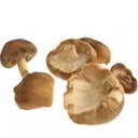 Mushroom Shitake Loose (Case of 1)