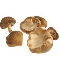 Mushroom Shitake Loose (Case of 1)