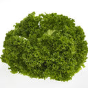BB - Fancy leaf Lettuce Lollo Bianda/ Batavia