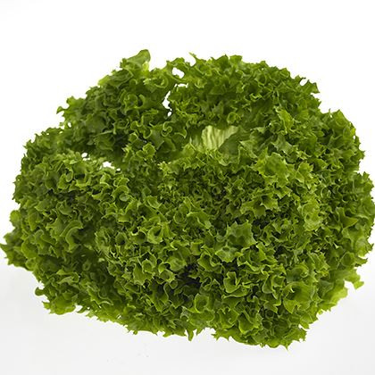 BB - Fancy leaf Lettuce Lollo Bianda/ Batavia