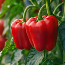 Catering Red Peppers Capsicum Ungraded (Case of 1)