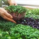 BB - Micro Leaf Salad Mix