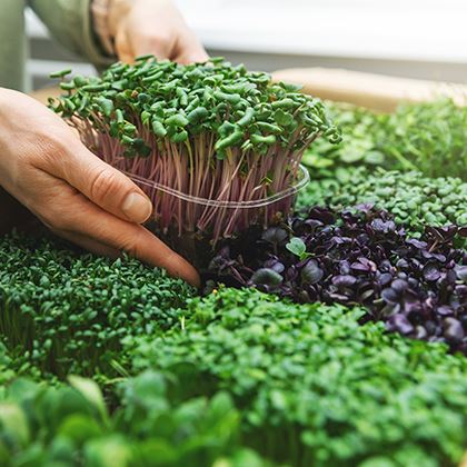 BB - Micro Leaf Salad Mix