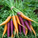 Carrots Purple Heritage