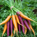 Carrots Purple Heritage (Case of 1)