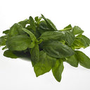 BB - Herb Basil Green