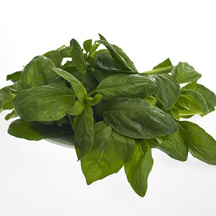 BB - Herb Basil Green