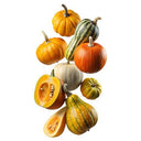 BB - (4 days) Pre-Order Mixed Gourds (Display Only) Available Autumn