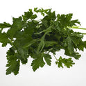 BB - Parsley Flat