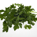 BB - Parsley Flat