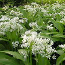BB - Wild Garlic (Available March - May)